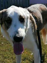 MOGLI, Hund, Mischlingshund in Rumänien - Bild 7