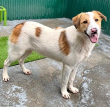 NIKE, Hund, Mischlingshund in Rumänien - Bild 1
