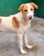NIKE, Hund, Mischlingshund in Rumänien - Bild 10