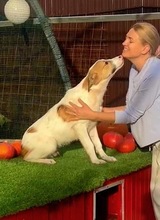 NIKE, Hund, Mischlingshund in Rumänien - Bild 2