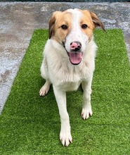 NIKE, Hund, Mischlingshund in Rumänien - Bild 4