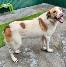 NIKE, Hund, Mischlingshund in Rumänien - Bild 6