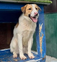 NIKE, Hund, Mischlingshund in Rumänien - Bild 7