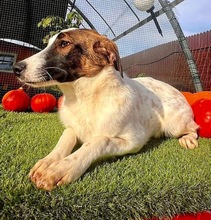 NADIA, Hund, Mischlingshund in Rumänien - Bild 2