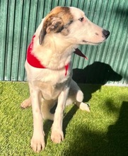 NADIA, Hund, Mischlingshund in Rumänien - Bild 3