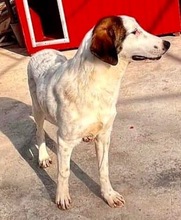 NADIA, Hund, Mischlingshund in Rumänien - Bild 4