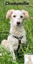 CHAMOMILLE, Hund, Mischlingshund in Finsing - Bild 1