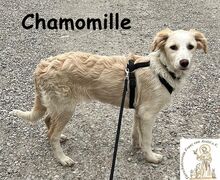 CHAMOMILLE, Hund, Mischlingshund in Finsing - Bild 2