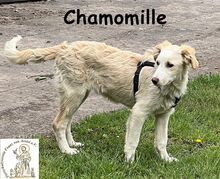 CHAMOMILLE, Hund, Mischlingshund in Finsing - Bild 3