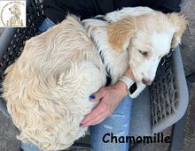 CHAMOMILLE, Hund, Mischlingshund in Finsing - Bild 4