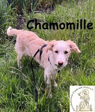 CHAMOMILLE, Hund, Mischlingshund in Finsing - Bild 5