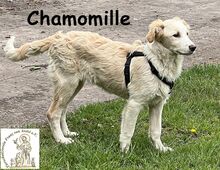 CHAMOMILLE, Hund, Mischlingshund in Finsing - Bild 6