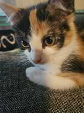 GWENDOLIN, Katze, Europäisch Kurzhaar in Bramsche - Bild 1