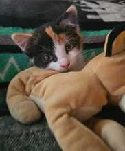 GWENDOLIN, Katze, Europäisch Kurzhaar in Bramsche - Bild 3