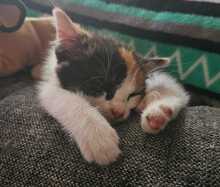 GWENDOLIN, Katze, Europäisch Kurzhaar in Bramsche - Bild 4