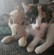 GWENDOLIN, Katze, Europäisch Kurzhaar in Bramsche - Bild 5