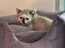 BELL, Katze, Europäisch Kurzhaar in Bramsche - Bild 1