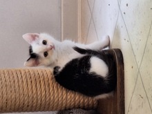 BELL, Katze, Europäisch Kurzhaar in Bramsche - Bild 3