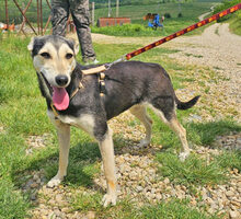 CHIMERA, Hund, Deutscher Schäferhund-Mix in Rumänien - Bild 3