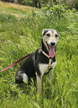 CHIMERA, Hund, Deutscher Schäferhund-Mix in Rumänien - Bild 5