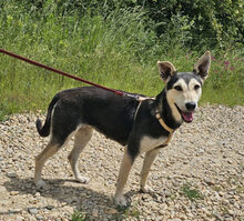 CHIMERA, Hund, Schäferhundmischling in Rumänien - Bild 1