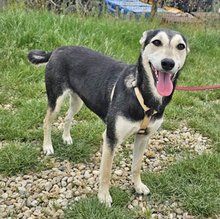 CHIMERA, Hund, Schäferhundmischling in Rumänien - Bild 2