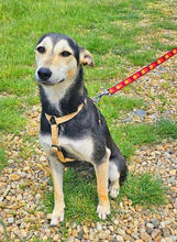CHIMERA, Hund, Schäferhundmischling in Rumänien - Bild 4