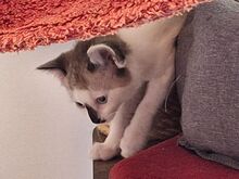 ANNA, Katze, Europäisch Kurzhaar in Bramsche - Bild 1