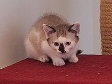 ANNA, Katze, Europäisch Kurzhaar in Bramsche - Bild 3