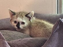 ANNA, Katze, Europäisch Kurzhaar in Bramsche - Bild 5