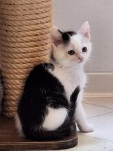 ANNA, Katze, Europäisch Kurzhaar in Bramsche - Bild 6