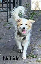 NAHIDA, Hund, Mischlingshund in Finsing - Bild 1