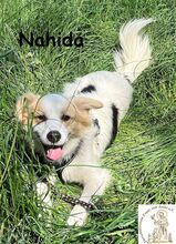 NAHIDA, Hund, Mischlingshund in Finsing - Bild 2