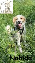 NAHIDA, Hund, Mischlingshund in Finsing - Bild 3