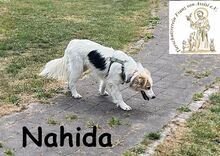 NAHIDA, Hund, Mischlingshund in Finsing - Bild 4