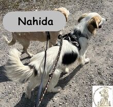 NAHIDA, Hund, Mischlingshund in Finsing - Bild 5