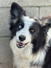 MAKY, Hund, Border Collie in Spanien - Bild 1