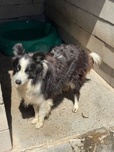 MAKY, Hund, Border Collie in Spanien - Bild 4