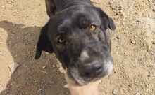 KIWHA, Hund, Mischlingshund in Spanien - Bild 1