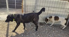 KIWHA, Hund, Mischlingshund in Spanien - Bild 10