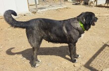 KIWHA, Hund, Mischlingshund in Spanien - Bild 13
