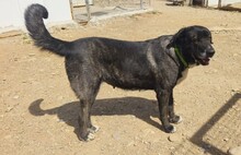 KIWHA, Hund, Mischlingshund in Spanien - Bild 14