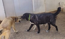 KIWHA, Hund, Mischlingshund in Spanien - Bild 16