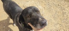 KIWHA, Hund, Mischlingshund in Spanien - Bild 2