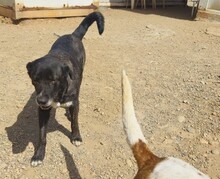 KIWHA, Hund, Mischlingshund in Spanien - Bild 3
