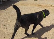 KIWHA, Hund, Mischlingshund in Spanien - Bild 4