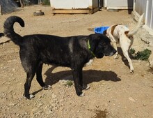 KIWHA, Hund, Mischlingshund in Spanien - Bild 5