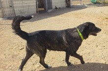 KIWHA, Hund, Mischlingshund in Spanien - Bild 6