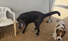 KIWHA, Hund, Mischlingshund in Spanien - Bild 7