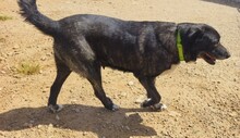 KIWHA, Hund, Mischlingshund in Spanien - Bild 9